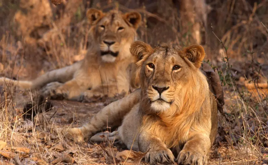 Gujarat Wildlife Tourism