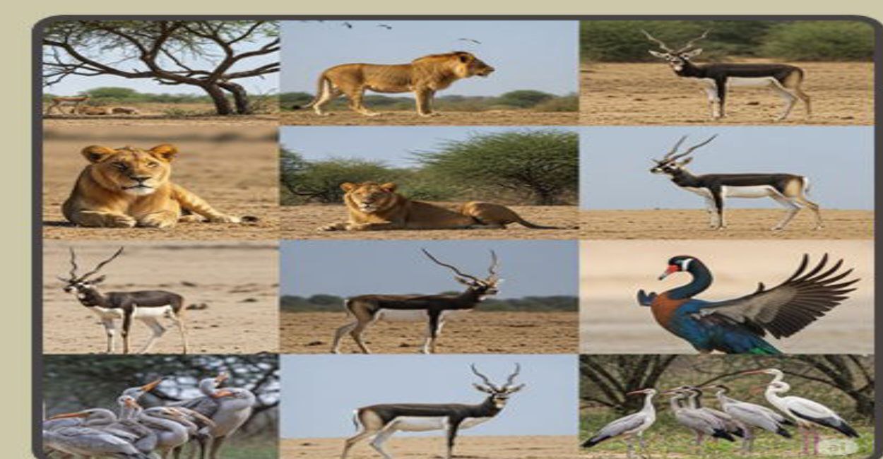 Gujarat Wildlife